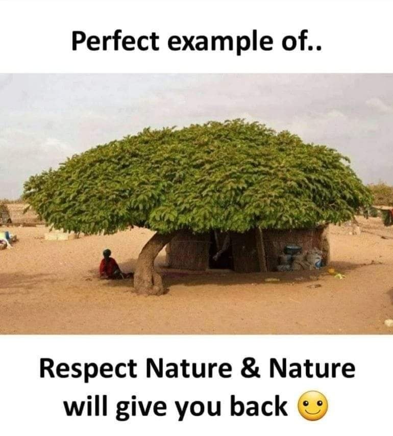 This meme is a humorous image of a small, simple hut with a tree growing out of it, with a child sitting under the tree's branches. The text at the top reads "Perfect example of..." and the text at the bottom reads "Respect Nature & Nature will give you back". The image is meant to be a playful and ironic commentary on the idea that if you treat nature with respect, it will reward you with something wonderful.